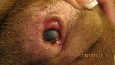 глазные капли от катаракты для собак