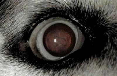 как выглядит катаракта у собак