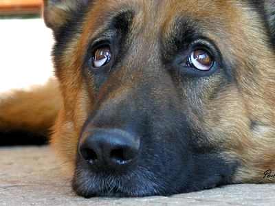 лечение катаракты у собак в минске