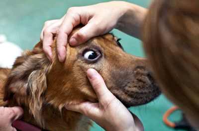 тест на катаракту собаке