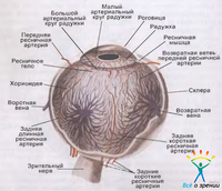 Норбеков, Мирзакарим Санакулович. Нормальная анатомия органа зрения человека. О методе Гольджи.