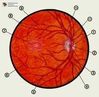 Поле зрения при исследовании глазного дна. Полимиксины. Помогут травы. Методы улучшения зрения.