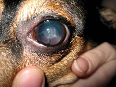 профилактика катаракты у собак