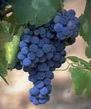 Полезен ли красный виноград?