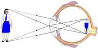 Глаз и геометрическая (или лучевая) оптика. Глаз как оптическая система. Глаз как приемник информации.