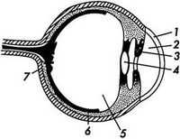 Глаз и геометрическая (или лучевая) оптика. Глаз как оптическая система. Глаз как приемник информации.
